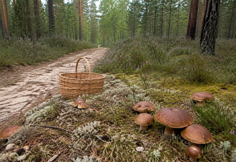 грибные места Рижского направления
